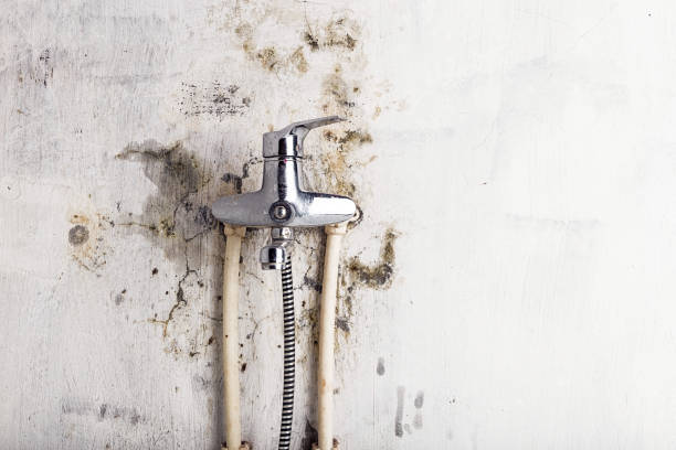 Best Emergency Mold Removal  in Daniel, UT