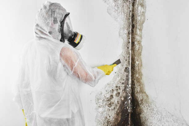 Best Black Mold Removal  in Daniel, UT