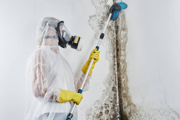 Best Professional Mold Removal  in Daniel, UT