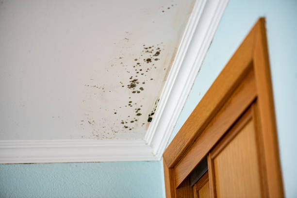 Best Mold Removal Near Me  in Daniel, UT