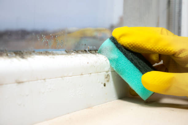 Best Mold Removal Specialists  in Daniel, UT
