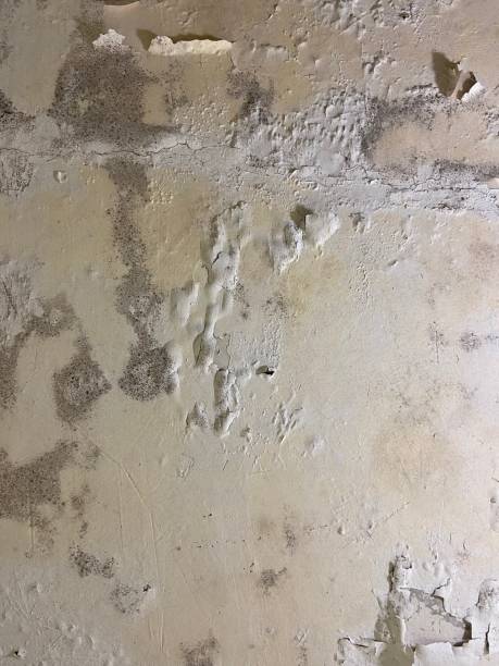 Daniel, UT Mold Removal Company