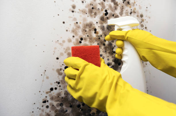 Best Mold Remediation  in Daniel, UT