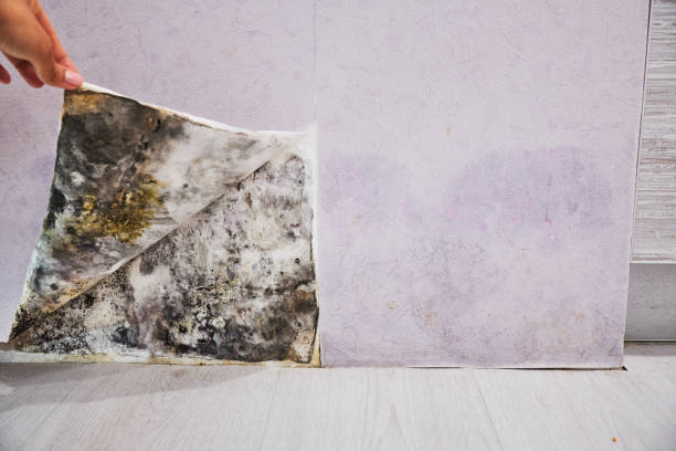 Best Attic Mold Removal  in Daniel, UT